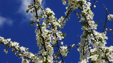 A bee on a blooming plum on a background of blue sky. 스톡 동영상 153803846