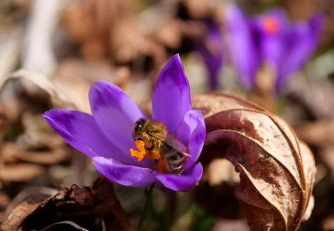 Bee on blooming spring crocus. Stock-Fotos
