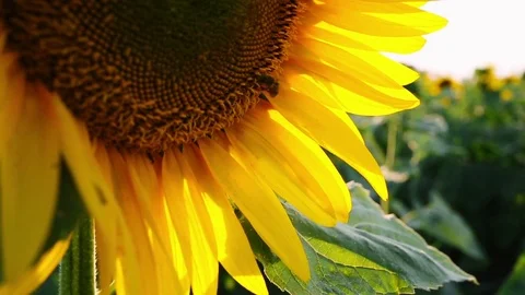 Bee on blooming sunflower Stock Footage 77587787
