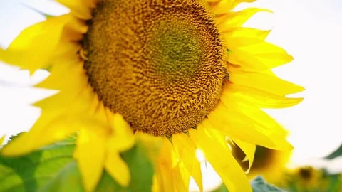 Bee on blooming sunflower Stock Footage 77588647