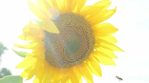 A bee on a blooming sunflower. Vídeos de archivo 138444500