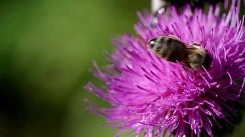 Bee on blooming thistle Stock Footage 72123938