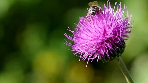 Bee on blooming thistle Stock Footage 72124221