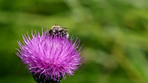 Bee on blooming thistle Stock Footage 72486529