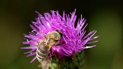Bee on blooming thistle Stock Footage 72487554