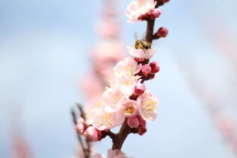 Bee On Blooming Tree Branch Stockfoto's