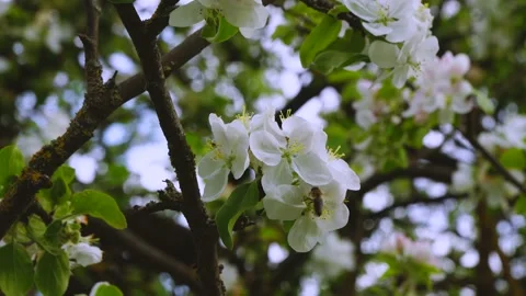 Bee on the Blossom apple in close-ups Video stock 134022616