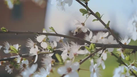 Bee on blossom close up. Cherry blooming tree on sun day. bee pollinating  Stock Footage 152302328