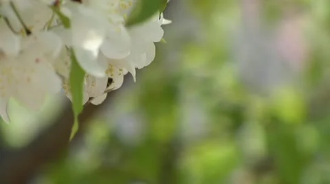 Bee on a Blossom Vidéo 12019730