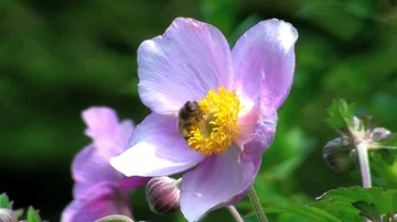 Bee on a blossom Vidéo 85685890