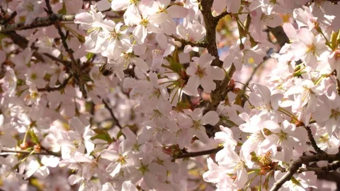 A bee in blossom Video stock 105609910