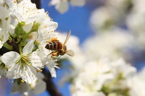 Bee on Blossom Foto stock