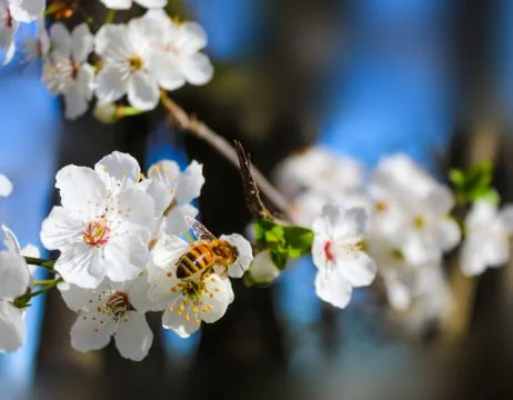 Bee on blossom Stock Photos