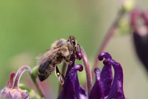 Bee on a Blossom Stock Photos