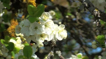 Bee on a blossom of a plum Stock Footage 85685982