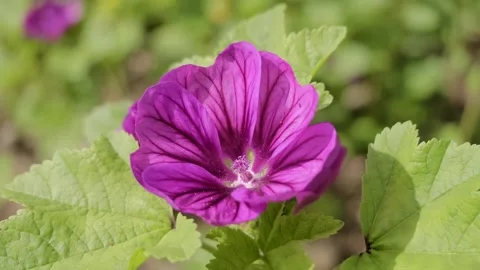 Bee in the blossom of a purple common mallow Stock Footage 345080920