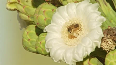 Bee on a blossom of a saguaro cactus  Stock Footage 267093079