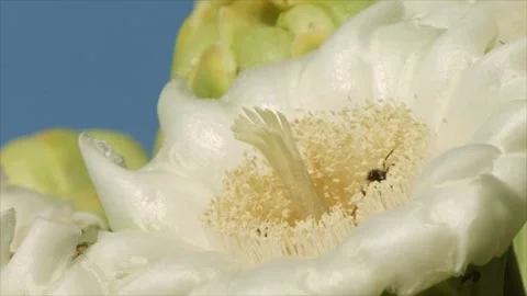 Bee on a blossom of a saguaro cactus  Stock Footage 267093092
