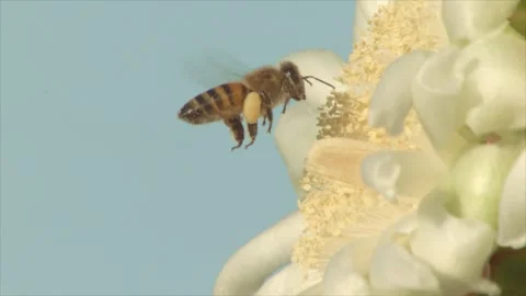 Bee on a blossom of a saguaro cactus  Stock Footage 267093096