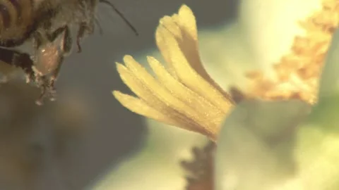 Bee on a blossom of a saguaro cactus  Stock Footage 267093104