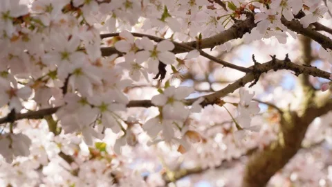 A bee in blossom tree Stock Footage 105609468