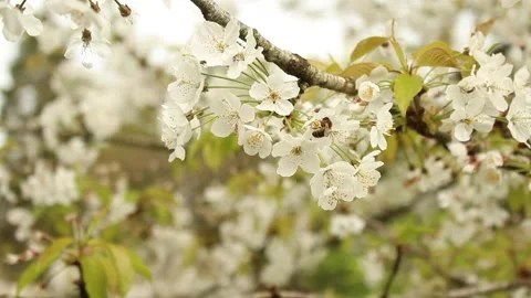 Bee on Blossom Tree Stock Footage 240657846