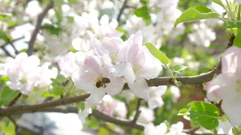 Bee on a blossoming Apple tree collecting pollen Stock Footage 130780957