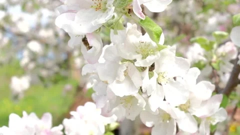 Bee on a blossoming Apple tree collecting pollen Stock Footage 130780961
