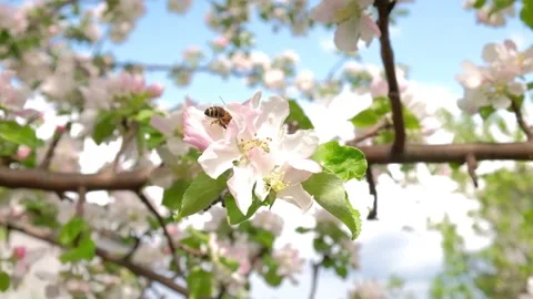 Bee on a blossoming Apple tree collecting pollen Stock Footage 130780963