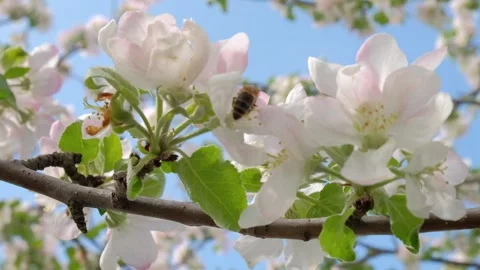 Bee on a blossoming Apple tree collecting pollen Stock Footage 130780971
