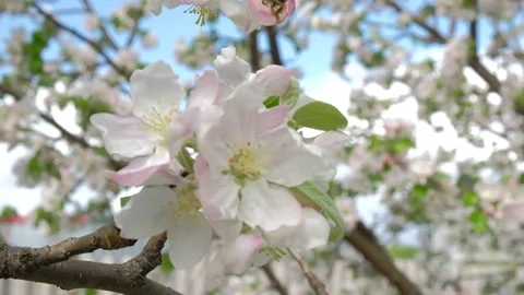 Bee on a blossoming Apple tree collecting pollen Stock Footage 130780977