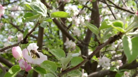 Bee on a blossoming Apple tree collecting pollen Stock Footage 130780979