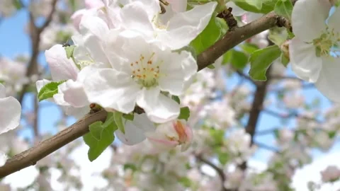 Bee on a blossoming Apple tree collecting pollen Stock Footage 130780983