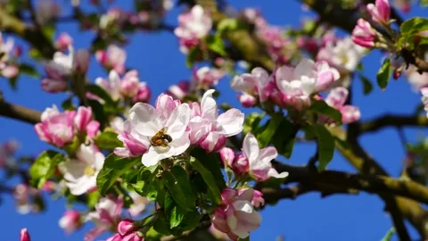 A bee on a blossoming apple tree. Stock Footage 240857784