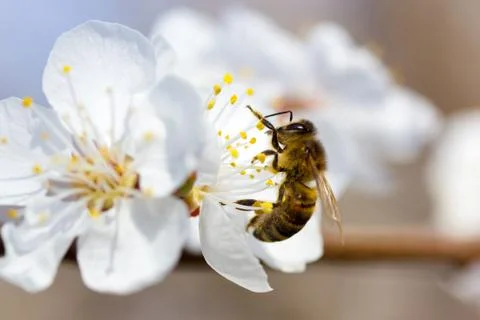 Bee in blossoming cherry tree Stock Photos