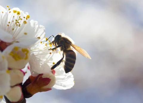Bee in blossoming cherry tree Stock Photos