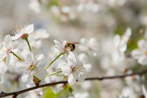 Bee in blossoming cherry tree Stock Photos