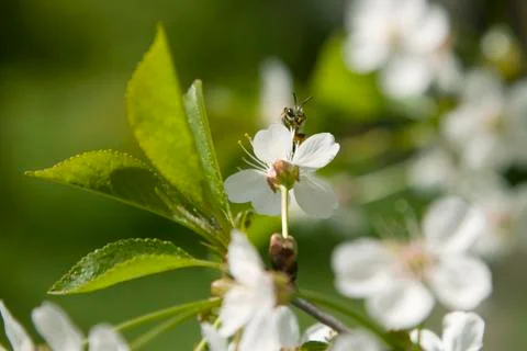 Bee in blossoming cherry tree Stock Photos