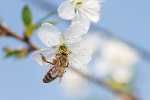 Bee in blossoming cherry tree Foto stock