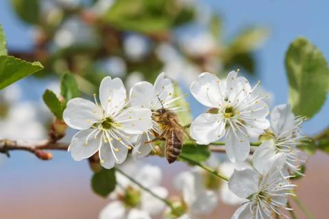 Bee in blossoming cherry tree Foto stock