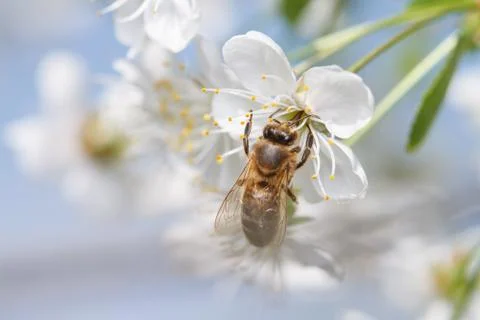 Bee in blossoming cherry tree Foto stock