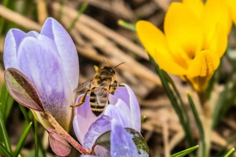 Bee on a blossoming early spring crocus flower Stock Photos