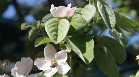 Bee on blossoming quince Stock Footage 66544735
