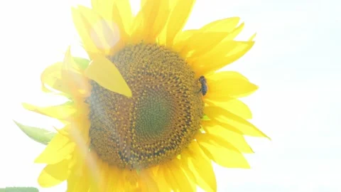 A bee on a blossoming sunflower. Vídeos de archivo 138444491