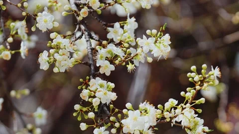 A Bee on a Blossoming Tree 4k Stock Footage 290855740