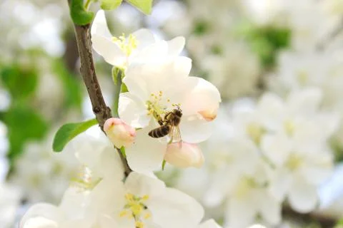 Bee on a blossoming tree branch Stock Photos