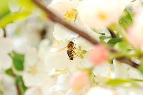 Bee on a blossoming tree branch Stock-Fotos