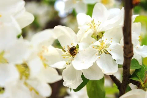 Bee on a blossoming tree branch Stock Photos
