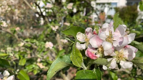 Bee on blossoms on an apple tree Stock Footage 107511004
