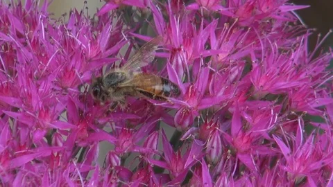 A bee in blossoms. Stock Footage 93817619